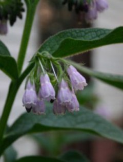 comfrey